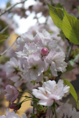 Prunus serrulata 'Amanogawa' - višeň pilovitá - květ